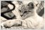 кот, ч/б