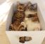 коты, коробка, развалились