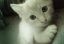котенок
