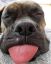 собака, язык