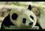 панда