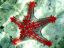 морская звезда