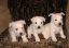 Белые, три, щенки