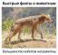 койот, неграмотны, факт