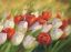 Тюльпаны, картина, масло, 8 марта