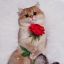 Кот, кошка, цветок, роза