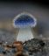 гриб, пушистый, синий, строфария