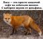 лисица