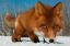 лисица, снег