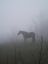 лошадь, туман