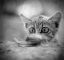 кот, ч/б