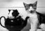 кот, хомяк, чайник, ч/б