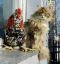 кот, курица, петух, подоконник