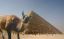лама, пирамида, египет