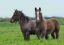 лошади, бельгийские тежеловозы