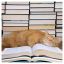 кот, книги