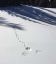 следы, снег