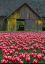 тюльпаны, сарай