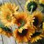подсолнухи