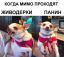собака, панин, живодерки